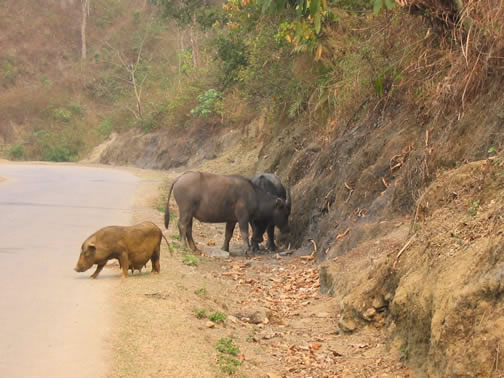 vietnam image 220